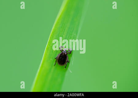 Castor bean tick Männlich, Nordrhein-Westfalen, Europa, (Ixodes ricinus) Stockfoto