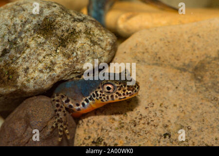 Bergmolch, männlich, (Ichthyosaura alpestris) Stockfoto
