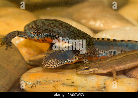 Bergmolch, männlich, weiblich, Teichmolch, gemeinsame Newt, (Ichthyosaura alpestris), (Lissotriton vulgaris) Stockfoto