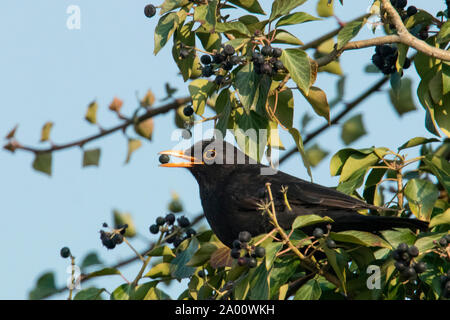 Gemeinsame Blackbird, männlich, Efeu, (Turdus merula) Stockfoto