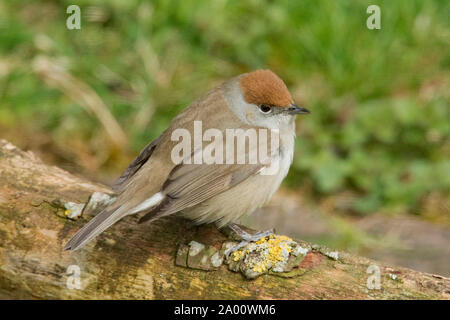 Eurasischen Mönchsgrasmücke, weiblich, (Sylvia atricapilla) Stockfoto