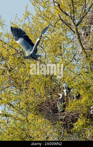 Graureiher (Ardea cinerea) Stockfoto