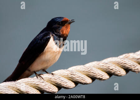 Rauchschwalbe, Zingst, Mecklenburg-Vorpommern, Deutschland, (Hirundo rustica) Stockfoto