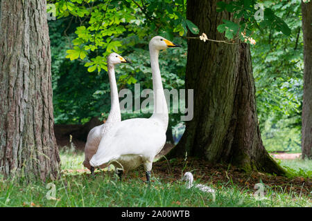 Singschwänen mit Cygnet, Schleswig-Holstein, Deutschland, (Cygnus Cygnus) Stockfoto