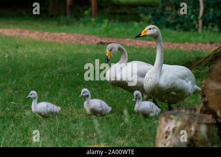 Singschwänen mit Cygnets, Schleswig-Holstein, Deutschland, (Cygnus Cygnus) Stockfoto