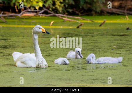 Singschwan mit Cygnets, Schleswig-Holstein, Deutschland, (Cygnus Cygnus) Stockfoto