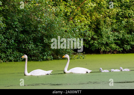 Singschwänen mit Cygnets, Schleswig-Holstein, Deutschland, (Cygnus Cygnus) Stockfoto