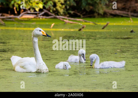 Singschwan mit Cygnets, Schleswig-Holstein, Deutschland, (Cygnus Cygnus) Stockfoto