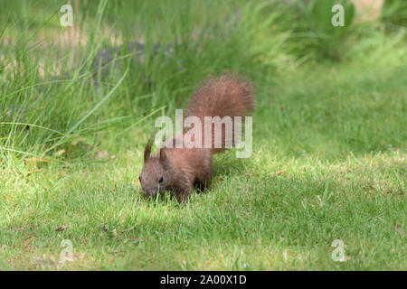 Eurasischen Eichhörnchen, Eichhornchen-Schutz-Station, Umwelt-Informations-Zentrum Eckernförde, Schleswig-Holstein, Deutschland (Sciurus vulgaris) Stockfoto