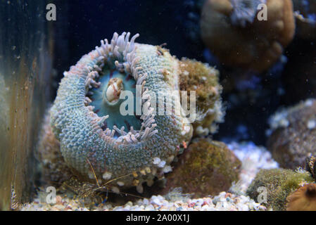 Dahlie Anemone, Ostsee Info-Center, Eckernförde, Schleswig-Holstein, Deutschland, (Urticina Felina) Stockfoto