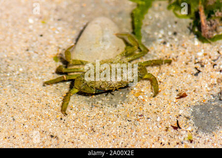 Carcinus maenas eine gemeinsame littoral Krabben, shore Crab, grün Krabbe oder Europäischen Grünen Krabben. Im flachen Wasser auf der Unterseite eines Rock Pool in Lyme Regis Stockfoto