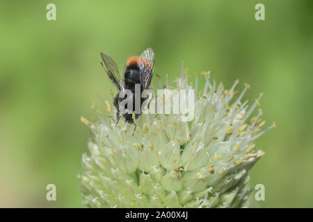 Red-tailed Hummel, Winterheckenzwiebel, Naturpark munden, Niedersachsen, Deutschland (Bombus lapidarius), (Allium fistulosum), M Stockfoto