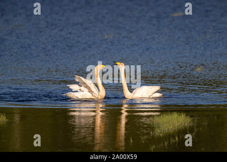 Singschwänen, Oberlausitz, Sachsen, Deutschland, (Cygnus Cygnus) Stockfoto