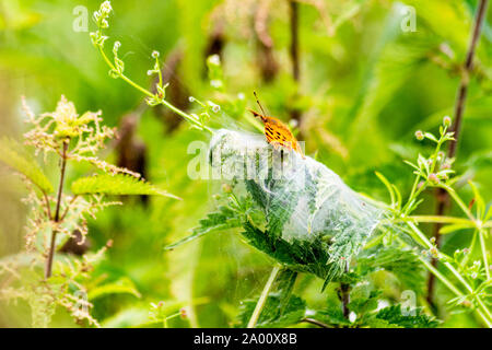 Eine Webseite von einem Baumschule Web spider, Pisaura mirabilis, gebaut auf der Brennnessel, Urtica dioica, mit einem Komma Schmetterling, Polygonia c-Album, die auf der Oberseite. Stockfoto