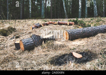 Asche von Ausgebrannten Feuer, Protokolle und Wald, Bjorno Nature Reserve (Bjorno Naturreservat), Stockholmer Schären, Schweden Stockfoto