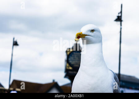 Der Kopf einer Silbermöwe Larus argentatus gegen das Mahnmal Uhr Widmung in Lyme Regis Stockfoto