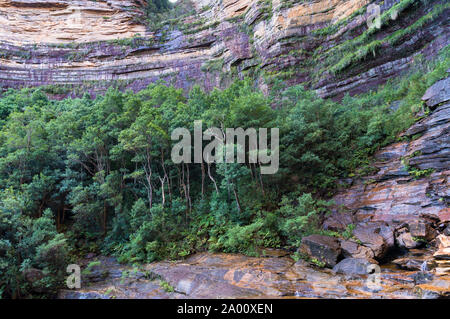 Bäume wachsen auf Felswand. Wentworth Falls Gorge Wald. Royal National Park, Australien Stockfoto