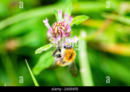 Eine gemeinsame carder Biene Bombus pascuorum, Fütterung auf Nektar aus den Blüten des Rotklees, Trifolium pratense Stockfoto