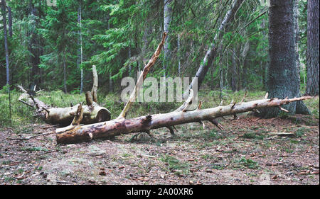 Gefallenen entwurzelte Bäume im Wald, Bjorno Nature Reserve (Bjorno Naturreservat), Stockholmer Schären, Schweden Stockfoto