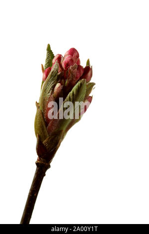 Das Ende einer Vibernum Zweig mit aufstrebenden Blumen fotografiert von einer reinen weißen Hintergrund Stockfoto