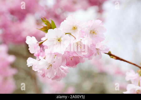 In der Nähe von rosa Blüte der Ausbreitung der Kirschbaum, Prunus 'Accolade' oder Kirsche "Ritterschlag". Stockfoto