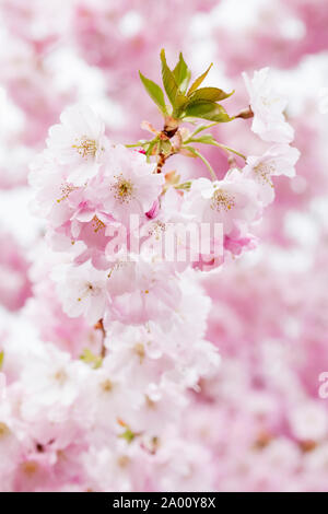 In der Nähe von rosa Blüte der Ausbreitung der Kirschbaum, Prunus 'Accolade' oder Kirsche "Ritterschlag". Stockfoto