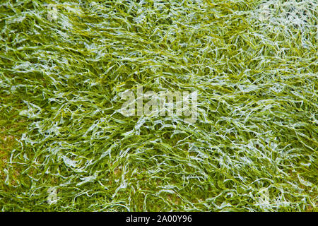 Playa de Scarista Strand. Sound von Taransay. South Harris Insel. Die äußeren Hebriden. Schottland, Großbritannien Stockfoto