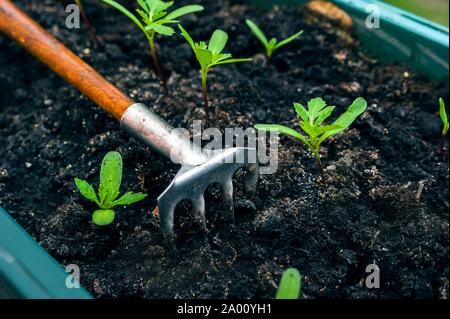 Mini Garten Rake Werkzeug und grüne Triebe von Ringelblumen und Tagetes. Harte Arbeit zu wachsen, Ihr Geschäftskonzept. Stockfoto
