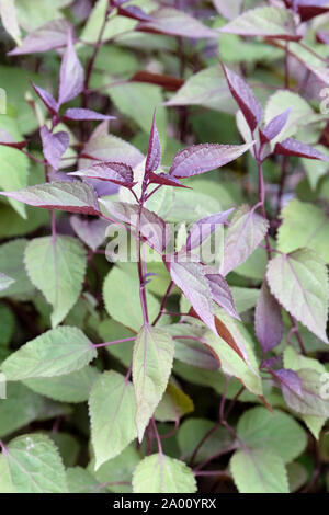 Dunkle Schokolade gefärbten Blätter der purpurroten Stengeln Ageratina altissima 'Chocolate', Weiß snakeroot "Schokolade" Stockfoto