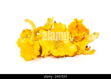 Rohe frische organische Pfifferlinge Pilze, goldene gelbe Haut von Wald im natürlichen Zustand, saisonale eco Essen Stockfoto