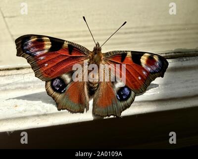 Die bunten Europäischen Tagpfauenauge, Algais io, sitzen auf einem Fenster Stockfoto
