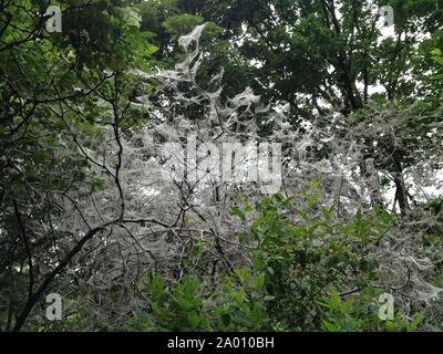 Bäume/Büsche gedeckt in Web-sites von der Hermelin Motte (Gespinstmotte) Suchen spooky/furchtsam in einem Berliner öffentlichen Park Stockfoto