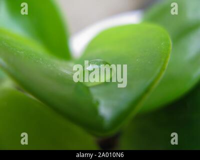 Eine perfekte Tropfen Wasser auf ein Dickes grnes Blatt mit der  Zimmerpflanze crassula ovata (Jade Pflanze, Lucky plant, Geld Anlage oder  Money Tree), einem succ Stockfotografie - Alamy