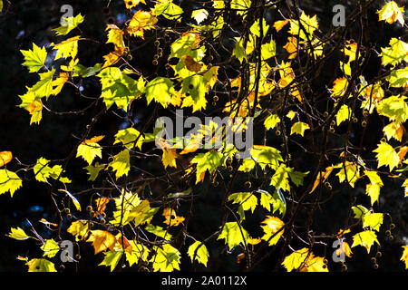 Herbst Landschaft des goldenen gelb Kanadischer Ahorn Blätter auf dunklem Hintergrund. Hintergrundbeleuchtung bunt herbstliches Laub Silhouette. Selektiver Fokus Stockfoto