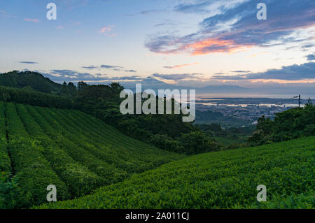 Schönen frischen grünen Tee Plantage Terrassen an Nihondaira auf Sunrise mit dem Berg Fuji und Suruga Bay, Pazifikküste von Japan auf dem Hintergrund. Shizu Stockfoto