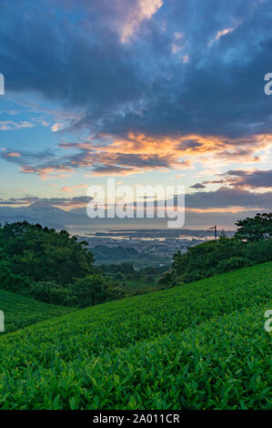 Schönen Sonnenaufgang auf grüner Tee Plantage Terrassen mit Bergblick und ikonischen Mount Fuji Vulkan und Suruga Bay im Hintergrund. Nihondaira, Shi Stockfoto