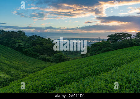 Schönen Sonnenaufgang auf grüner Tee Plantage der Präfektur Shizuoka Shizuoka mit Blick auf Stadt und Suruga Bay, Pazifikküste von Japan auf dem Hintergrund. Nih Stockfoto