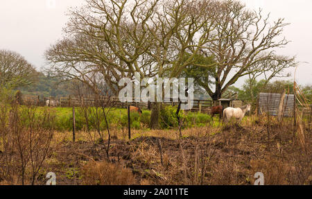 Ein schönes Exemplar des kreolischen Pferdes Rasse in der Zucht und Farm im Süden Brasiliens. Ländliche Landschaft der Betriebe an der Grenze von Brasilien und Ur Stockfoto