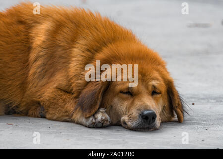 Lonely streunender Hund auf dem Boden liegend Stockfoto