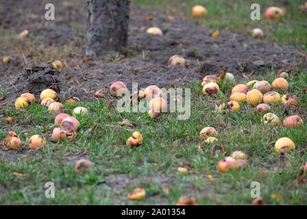 Potsdam, Deutschland. 16 Sep, 2019. Äpfel liegen neben dem Stamm eines Baumes in einem Garten auf der Wiese. Credit: Soeren Stache/dpa-Zentralbild/ZB/dpa/Alamy leben Nachrichten Stockfoto