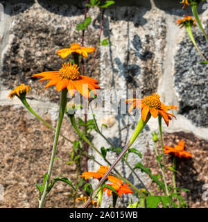 Orange Gänseblümchen gegen eine alte Mauer aus Stein im großen Garten. Großer Garten, im ehemaligen Palast Garten in Gerswalde, Uckermark, Brandenburg, Deutschland. Stockfoto