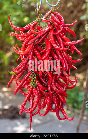 Red Hot Chili Peppers im Trocknen aufhängen Stockfoto