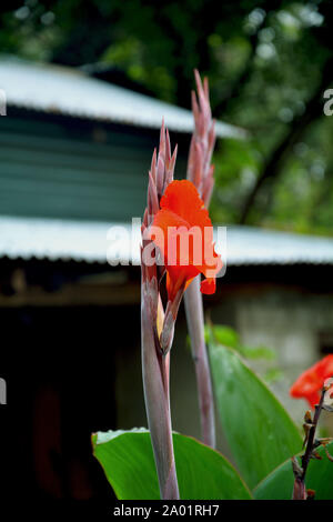 Nahaufnahme von einem roten Canna lily Blumen mit großen grünen Blättern und Knospen wächst in den Hügeln von Shillong Stockfoto