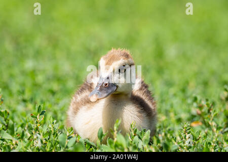 Kopf niedlichen kleinen gelben neugeborenen Entlein im grünen Gras. Frisch geschlüpfte Entenküken auf einer Hühnerfarm - Nahaufnahme Porträt. Stockfoto