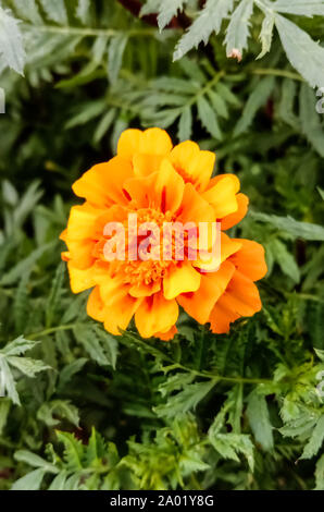 HD-Bild von Marigold flower shoot in Indien Stockfoto