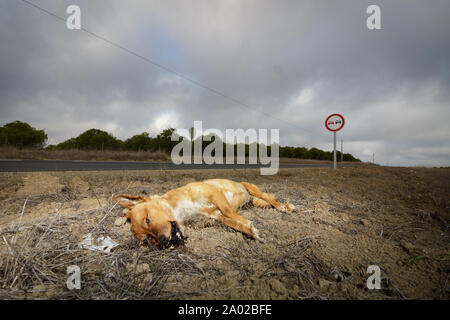 Toten Hund an der Seite der Straße in Europa Stockfoto