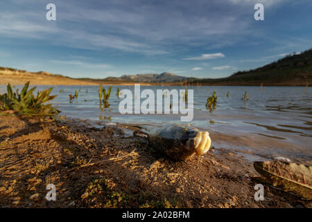 Tote Fische am Wasser in Spanien Stockfoto