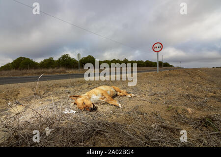 Toten Hund an der Seite der Straße in Portugal Stockfoto