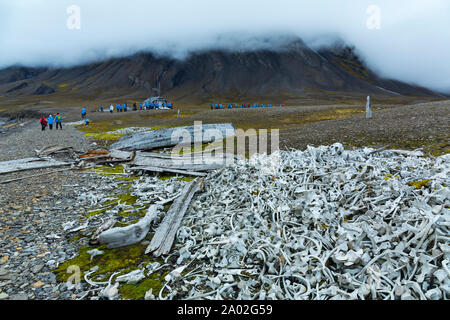 Beluga oder weiße Wal, (Delphinapterus leucas), Bellsund, Svalbard Inseln, Artic Ocean, Norwegen, Europa Stockfoto