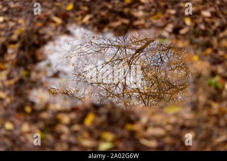 Reflektion von einem Zweig der Baumstruktur in einer schlammigen Pfütze im Herbst in Cambre Spanien Stockfoto